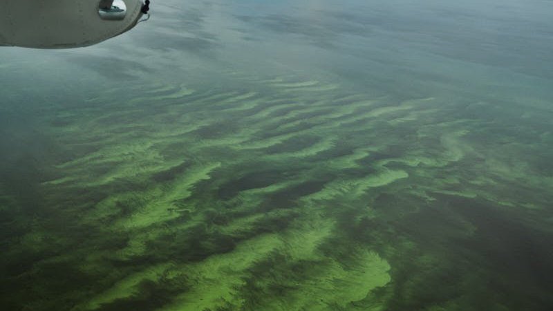 cyanobacteria in Lake O
