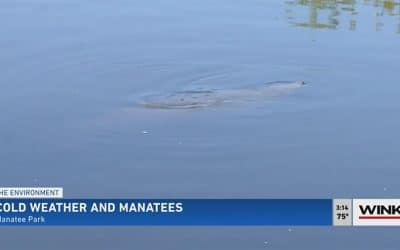 Cold Weather and Manatees